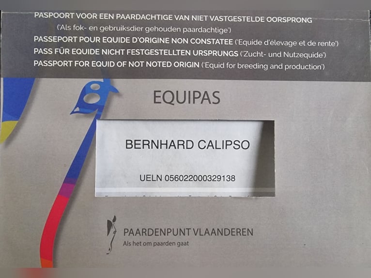 Belgisch trekpaard Mix Ruin 2 Jaar Zwart in Kürten