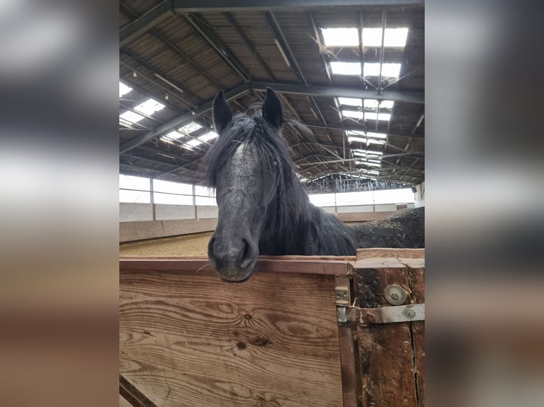 Belgisch trekpaard Mix Ruin 2 Jaar Zwart in Kürten