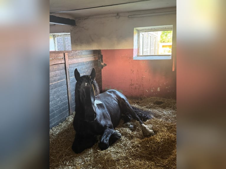 Belgisch trekpaard Mix Ruin 3 Jaar 160 cm Zwart in Bergkamen