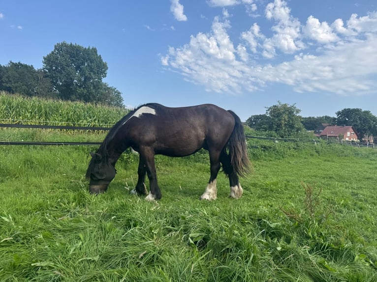 Belgisch trekpaard Mix Ruin 3 Jaar 160 cm Zwart in Bergkamen