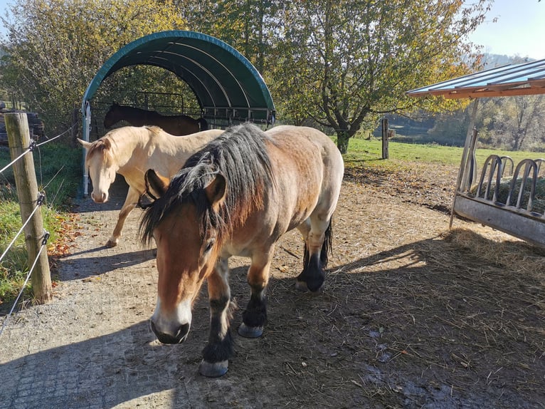 Belgisch trekpaard Ruin 3 Jaar 168 cm Bruin in Blumau an der Wild