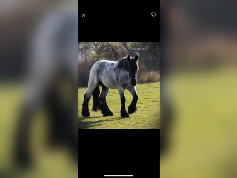 Belgisch trekpaard Ruin 3 Jaar 170 cm Roan-Blue in Laubsdorf