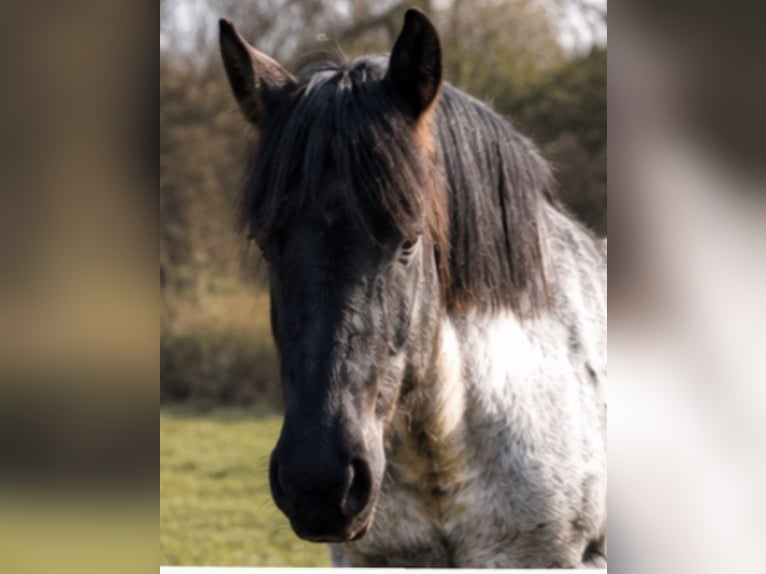 Belgisch trekpaard Ruin 3 Jaar 170 cm Roan-Blue in Neuhausen-Spree