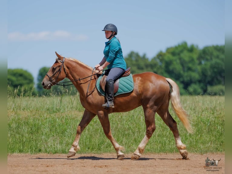 Belgisch trekpaard Mix Ruin 3 Jaar Roodvos in Auburn