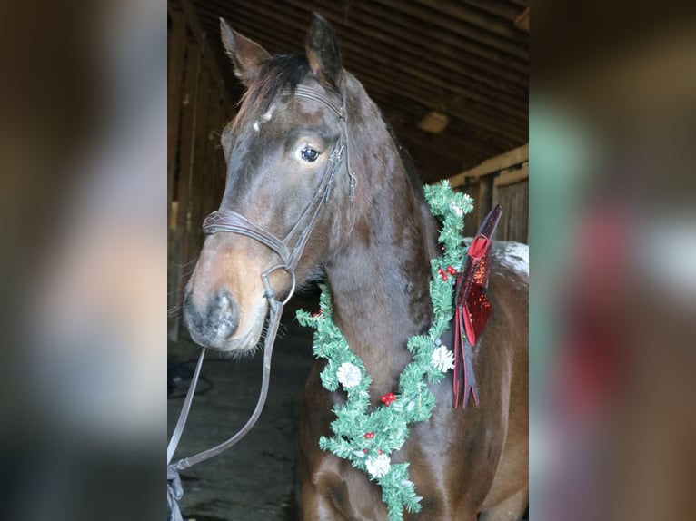 Belgisch trekpaard Mix Ruin 4 Jaar 160 cm Roodbruin in Perkasie