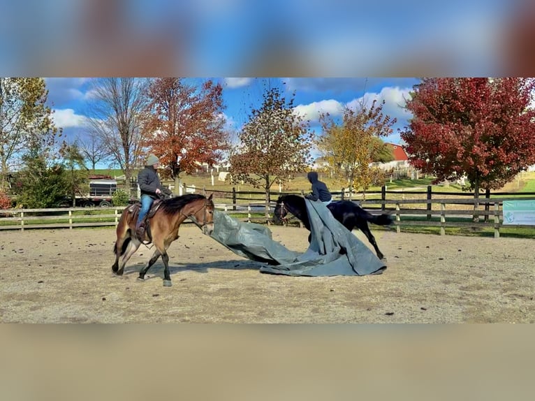 Belgisch trekpaard Mix Ruin 4 Jaar 163 cm Roodbruin in Gap