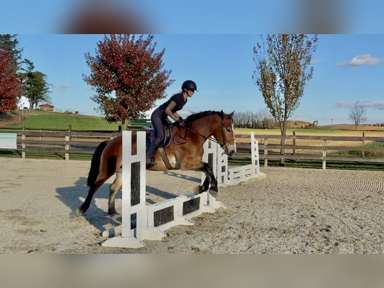 Belgisch trekpaard Mix Ruin 4 Jaar 163 cm Roodbruin in Gap