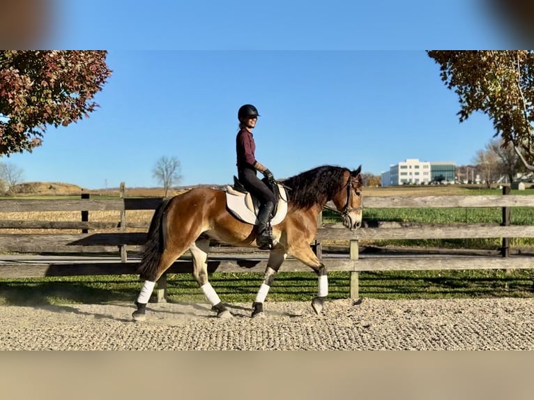 Belgisch trekpaard Mix Ruin 4 Jaar 163 cm Roodbruin in Gap