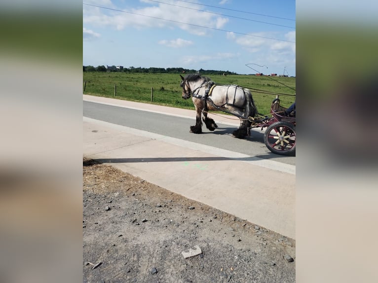 Belgisch trekpaard Ruin 4 Jaar 166 cm Blauwschimmel in Ave et Auffe