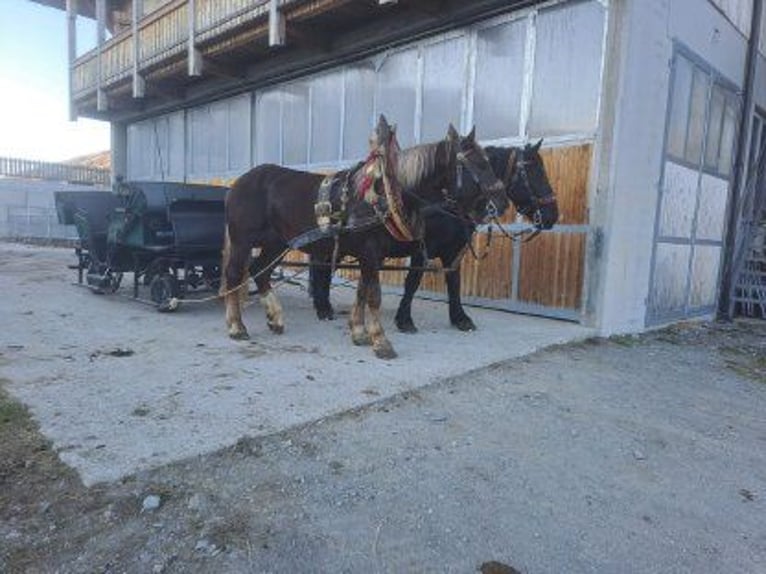 Belgisch trekpaard Ruin 4 Jaar 170 cm in Obertilliach