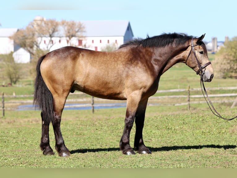 Belgisch trekpaard Mix Ruin 4 Jaar 173 cm Buckskin in Gap Belgisch trekpaard Mix Ruin 4 Jaar 173 cm Buckskin in Gap
