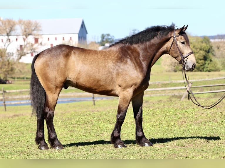 Belgisch trekpaard Mix Ruin 4 Jaar 173 cm Buckskin in Gap Belgisch trekpaard Mix Ruin 4 Jaar 173 cm Buckskin in Gap