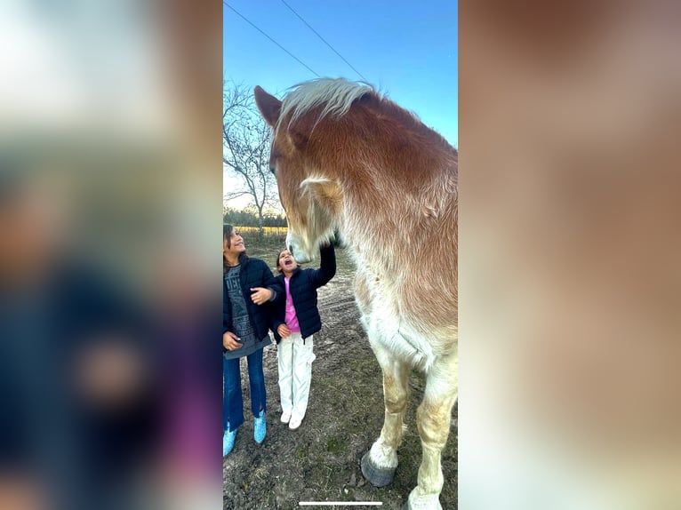 Belgisch trekpaard Ruin 4 Jaar 173 cm Donkere-vos in Decatur