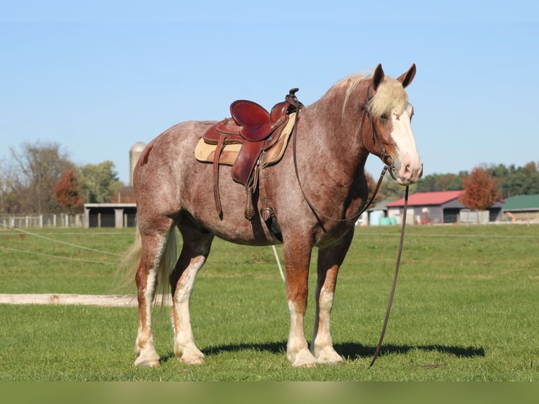 Belgisch trekpaard Mix Ruin 4 Jaar 173 cm Roan-Red in Millersburg