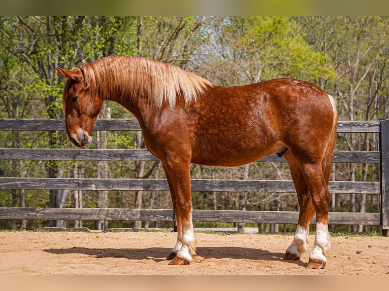 Belgisch trekpaard Mix Ruin 4 Jaar Roodvos in Clover, SC