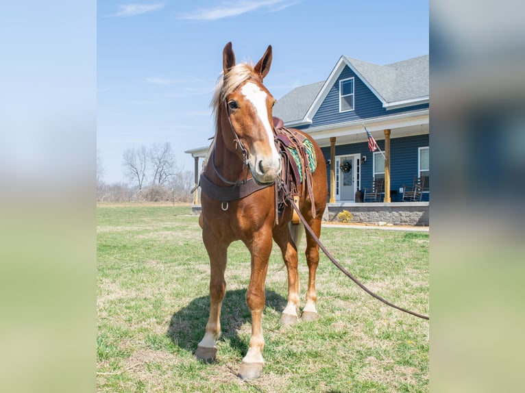 Belgisch trekpaard Ruin 5 Jaar 160 cm Donkere-vos in Greenville KY