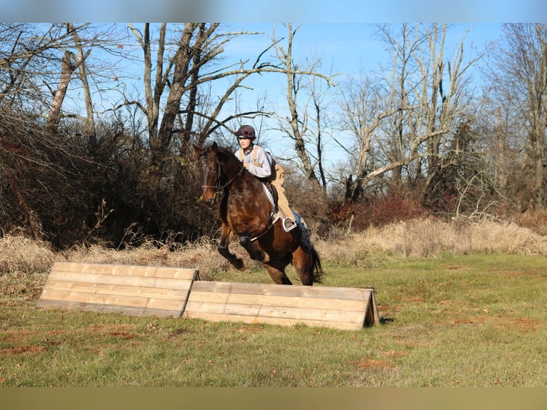 Belgisch trekpaard Mix Ruin 5 Jaar 160 cm Roodbruin in Perkasie