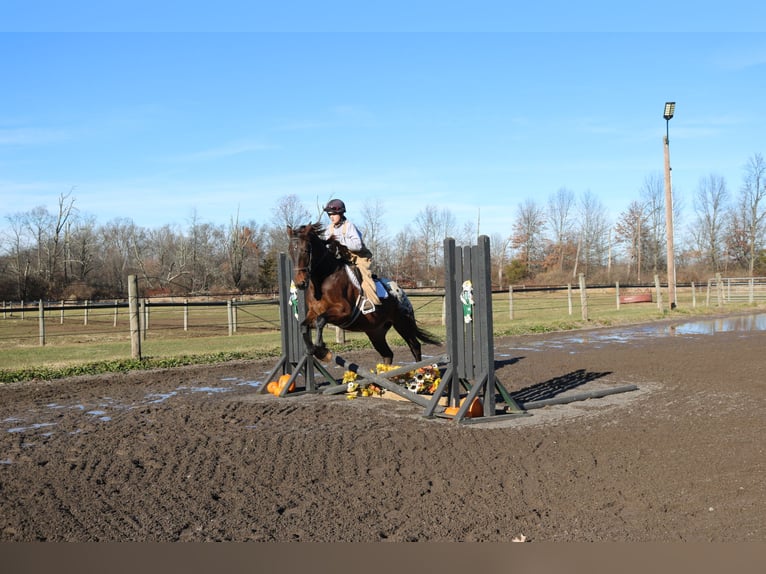 Belgisch trekpaard Mix Ruin 5 Jaar 160 cm Roodbruin in Perkasie