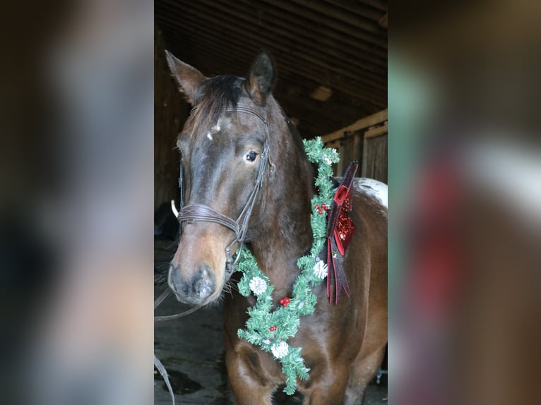 Belgisch trekpaard Mix Ruin 5 Jaar 160 cm Roodbruin in Perkasie