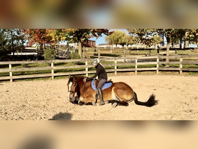 Belgisch trekpaard Mix Ruin 5 Jaar 163 cm Roodbruin in Gap