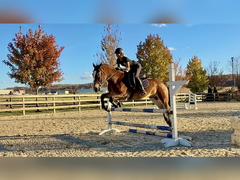 Belgisch trekpaard Mix Ruin 5 Jaar 163 cm Roodbruin in Gap