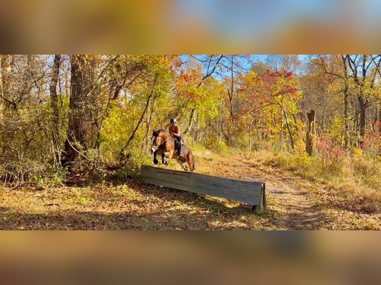 Belgisch trekpaard Mix Ruin 5 Jaar 163 cm Roodbruin in Gap`