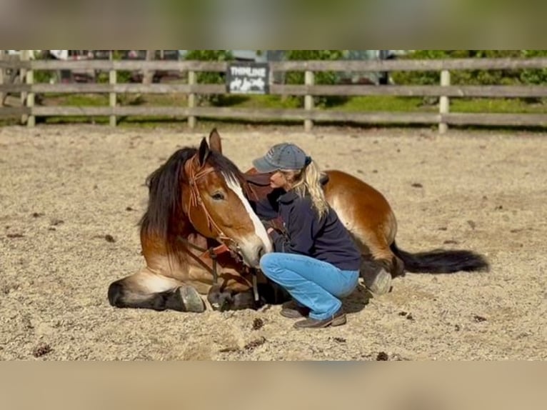 Belgisch trekpaard Mix Ruin 5 Jaar 163 cm Roodbruin in Gap`