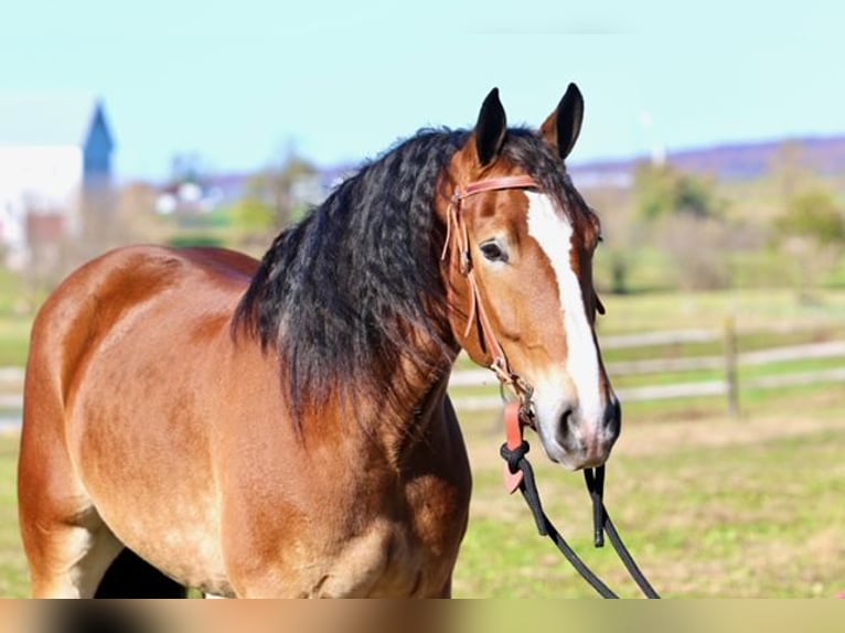 Belgisch trekpaard Mix Ruin 5 Jaar 163 cm Roodbruin in Gap`