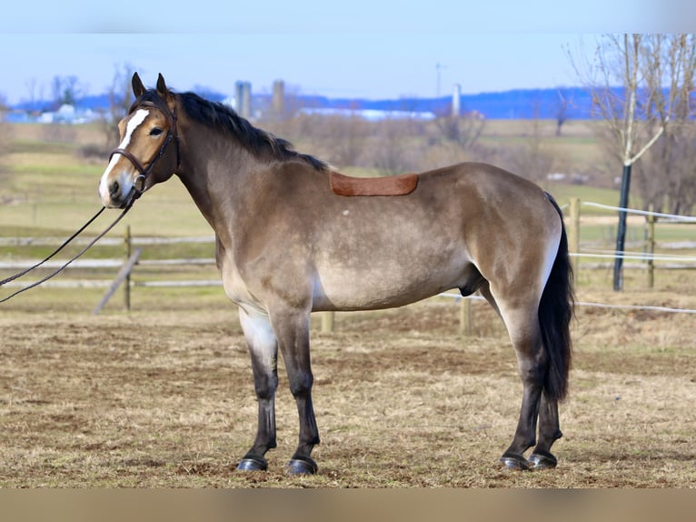 Belgisch trekpaard Mix Ruin 5 Jaar 163 cm Roodbruin in Gap`