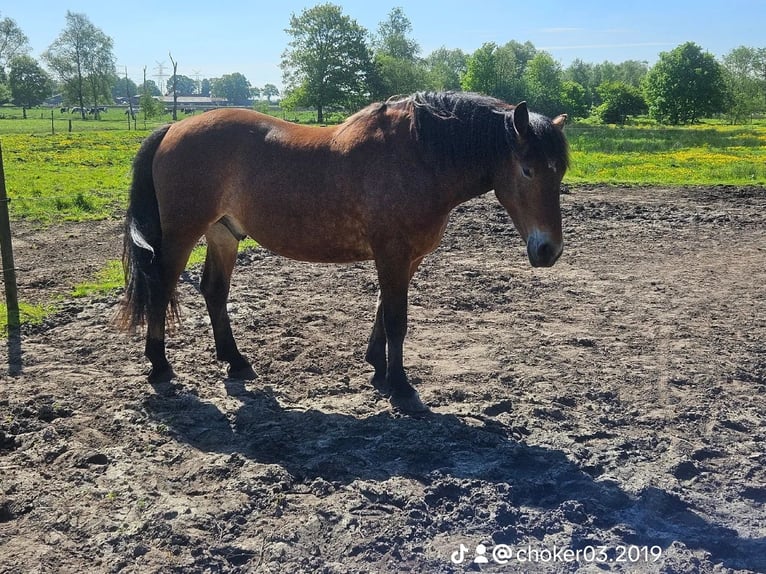 Belgisch trekpaard Mix Ruin 5 Jaar 168 cm Bruin in Bockhorn