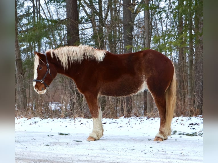 Belgisch trekpaard Mix Ruin 5 Jaar 168 cm Donkere-vos in Howell