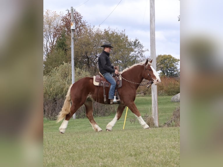 Belgisch trekpaard Mix Ruin 5 Jaar 168 cm Donkere-vos in Howell