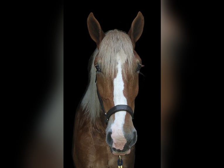 Belgisch trekpaard Mix Ruin 5 Jaar 168 cm Roodvos in Perkasie