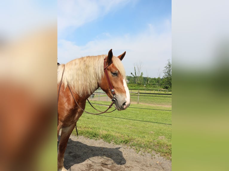Belgisch trekpaard Mix Ruin 5 Jaar 168 cm Roodvos in Perkasie