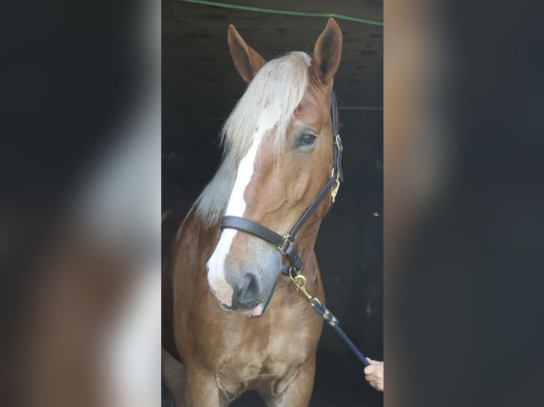 Belgisch trekpaard Mix Ruin 5 Jaar 168 cm Roodvos in Perkasie