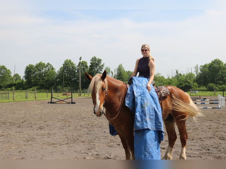 Belgisch trekpaard Mix Ruin 5 Jaar 168 cm Roodvos in Perkasie
