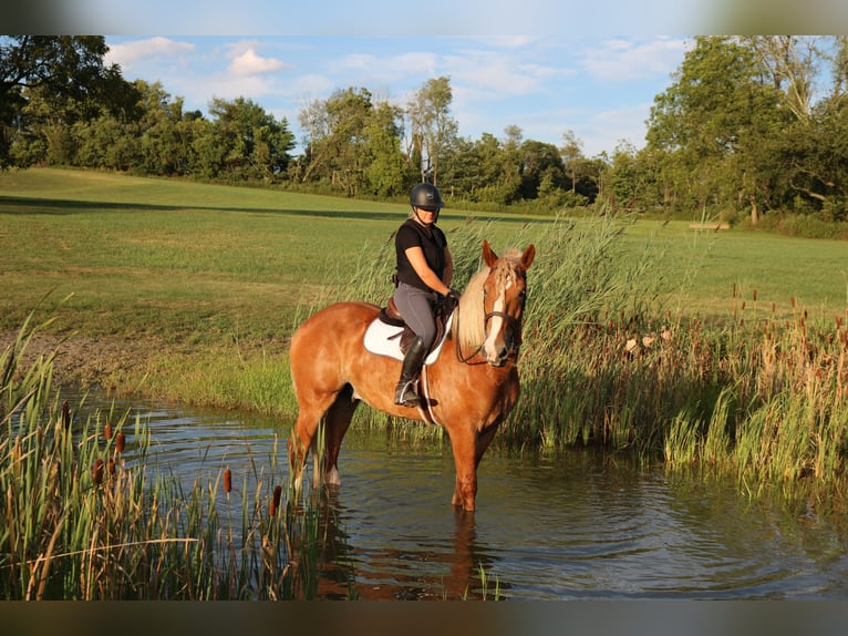 Belgisch trekpaard Mix Ruin 5 Jaar 168 cm Roodvos in Perkasie