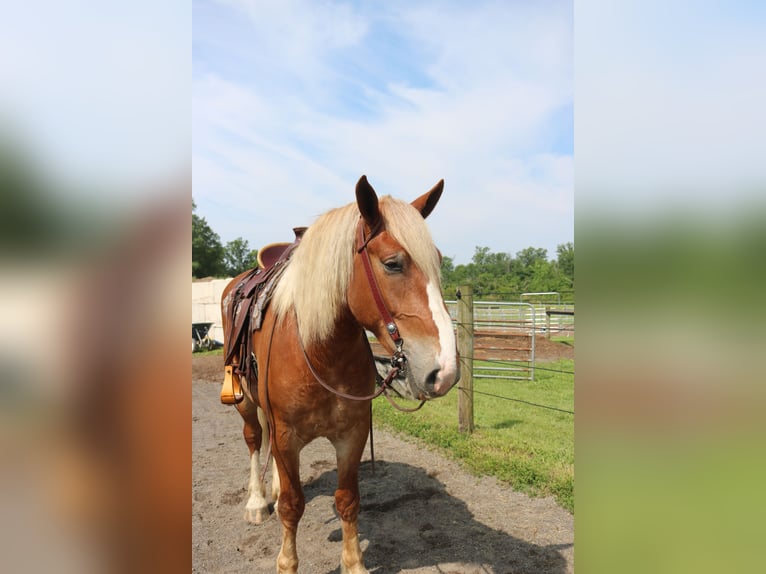 Belgisch trekpaard Mix Ruin 5 Jaar 168 cm Roodvos in Perkasie