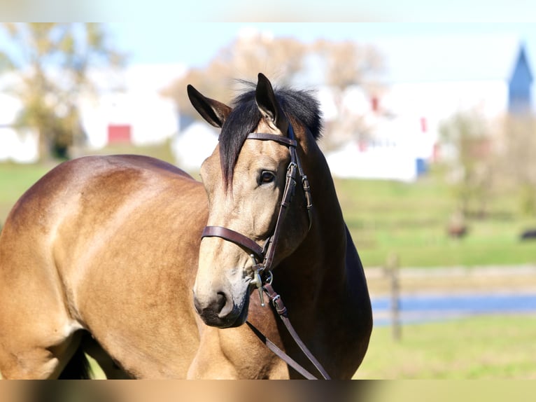 Belgisch trekpaard Mix Ruin 5 Jaar 173 cm Buckskin in Gap