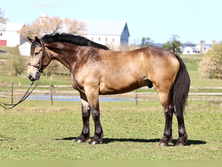 Belgisch trekpaard Mix Ruin 5 Jaar 173 cm Buckskin in Gap