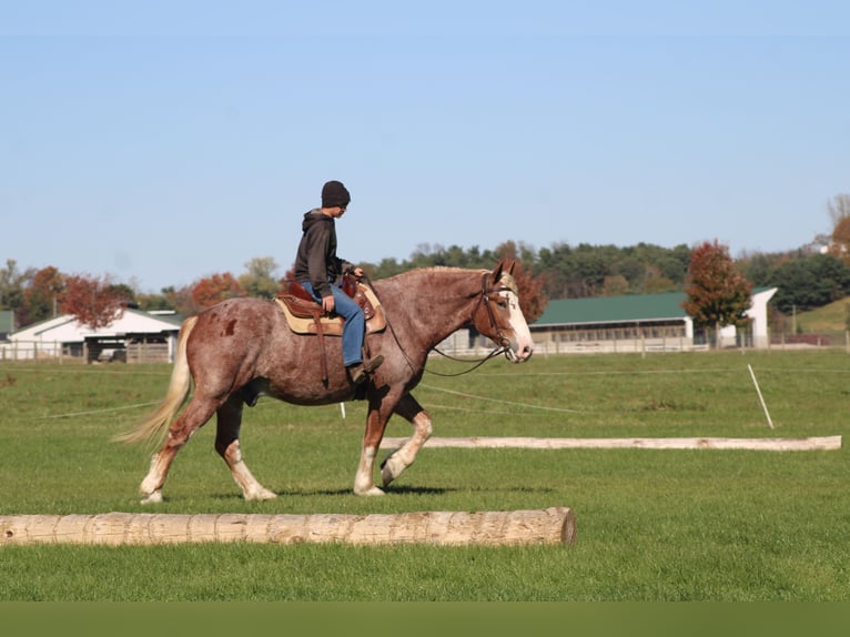 Belgisch trekpaard Mix Ruin 5 Jaar 173 cm Roan-Red in Millersburg