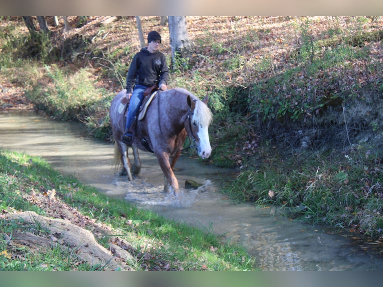 Belgisch trekpaard Mix Ruin 5 Jaar 173 cm Roan-Red in Millersburg