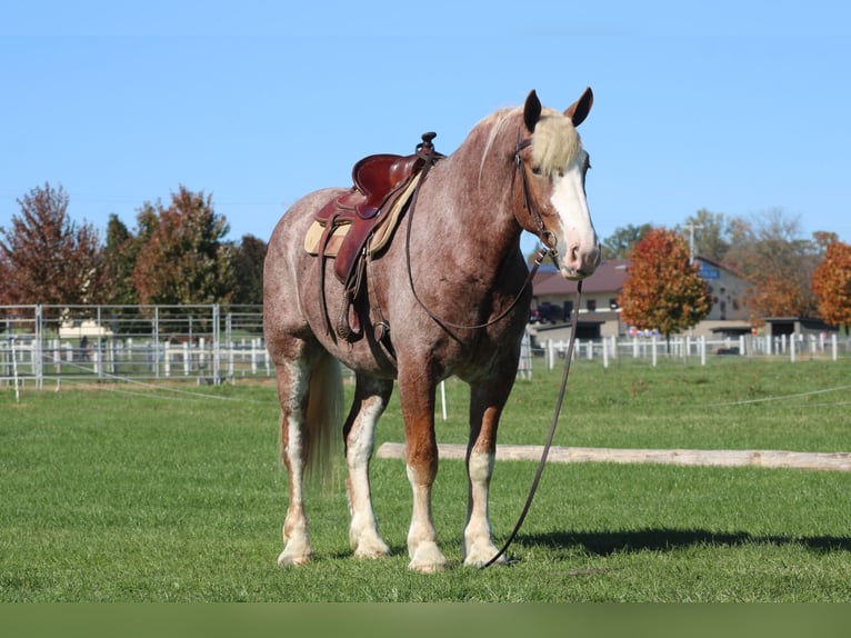 Belgisch trekpaard Mix Ruin 5 Jaar 173 cm Roan-Red in Millersburg