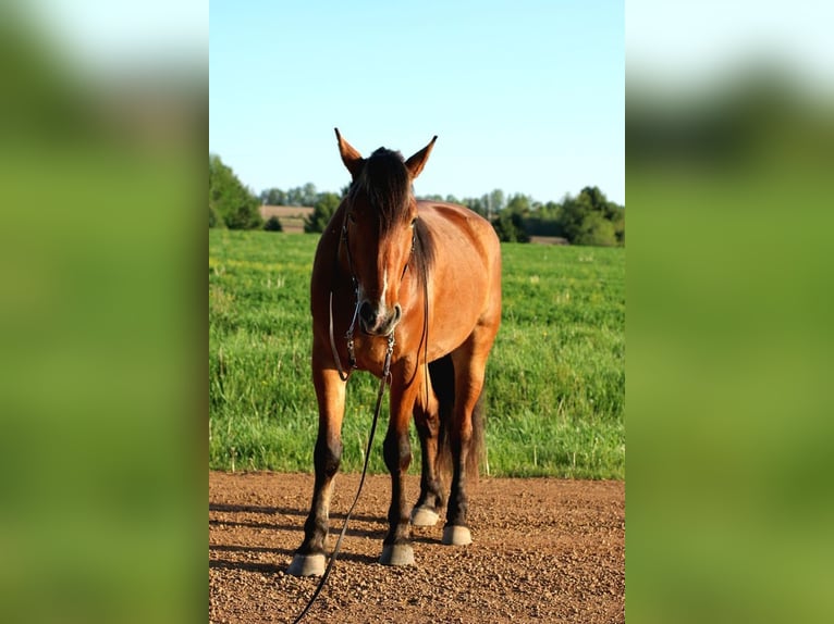 Belgisch trekpaard Mix Ruin 5 Jaar Roodbruin in Merrill