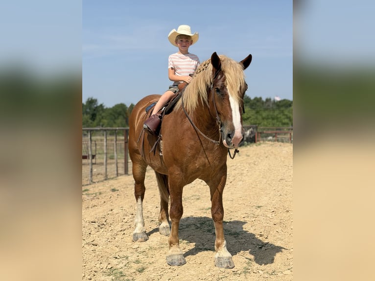 Belgisch trekpaard Ruin 5 Jaar Roodvos in Weatherford