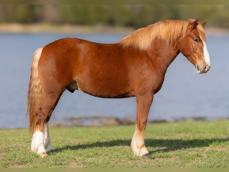 Belgisch trekpaard Ruin 6 Jaar 152 cm Roodvos in Mountain Grove MO