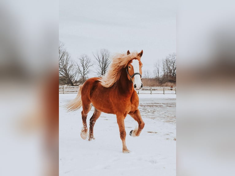 Belgisch trekpaard Ruin 6 Jaar 165 cm Donkere-vos in Howell MI