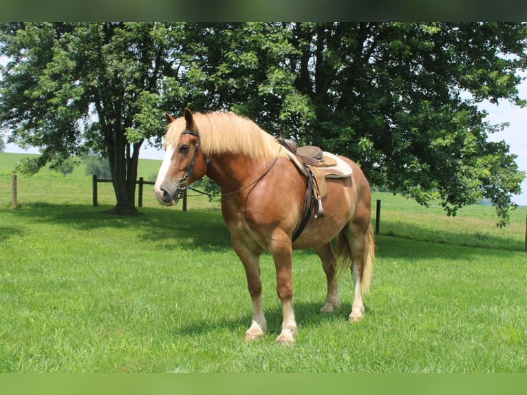 Belgisch trekpaard Ruin 6 Jaar 170 cm Roodvos in Millersburg