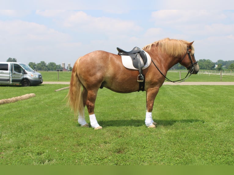 Belgisch trekpaard Ruin 6 Jaar 170 cm Roodvos in Millersburg
