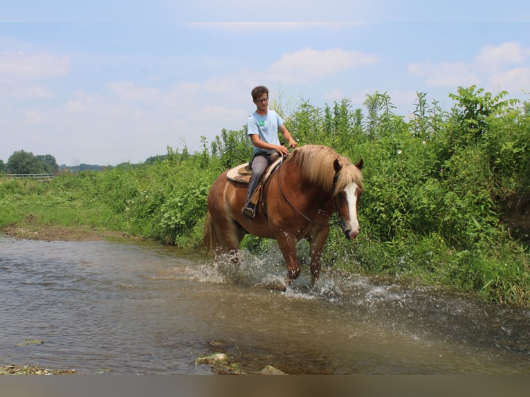 Belgisch trekpaard Ruin 6 Jaar 170 cm Roodvos in Millersburg